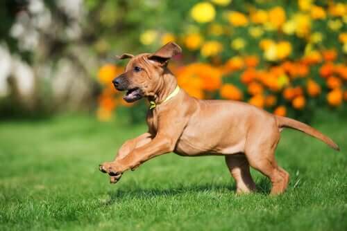 A Rhodesian ridgeback puppy prancing on the lawn.
