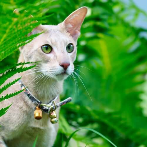 A cat behind some ferns.