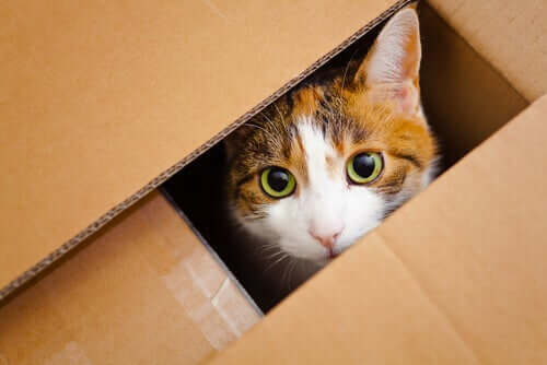 A cat inside a box.