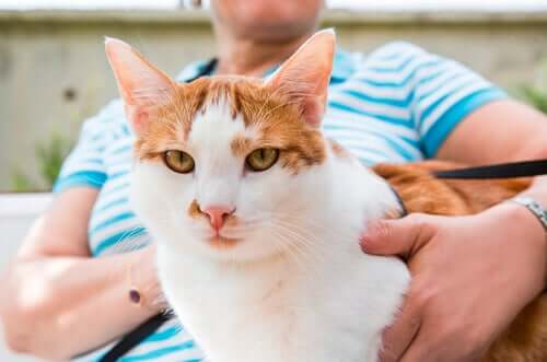 A cat sitting next to a lady.