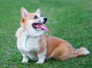 Welsh Corgi: Meet This Cute Dog Breed