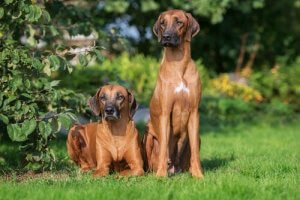 The Rhodesian Ridgeback: A Brave Dog