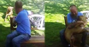 The Dog Who Didn't Recognize His Guardian After Weight Loss