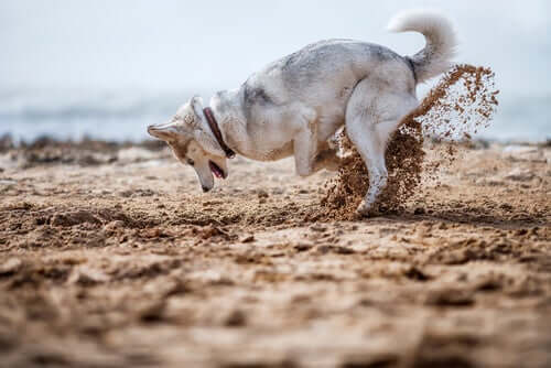 What Should You Do If Your Dog Hides Its Food My Animals