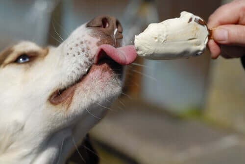 A dog eating an ice cream.