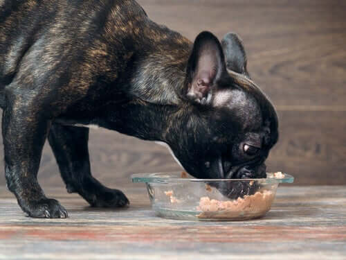 A dog eating from a bowl.