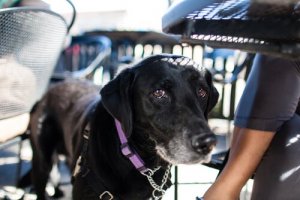 Traveling by Plane with Your Dog: Vacation Tips