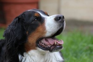 Second-Hand Smoke Is Harmful for Your Pet