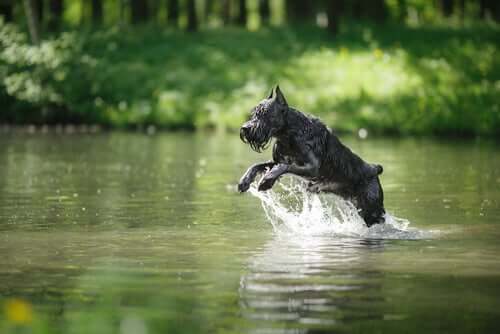 A dog prancing in the water.
