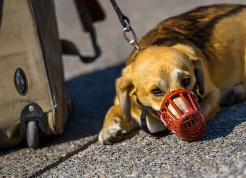 A dog wearing a muzzle.