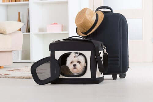 A dog inside a traveling carrier.