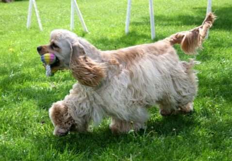 An American Cocker Spaniel walking while holding a ball.