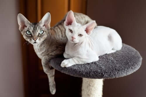 A pair of Devon rex looking at the camera.