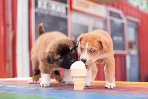 A pair of puppies eating an ice cream.