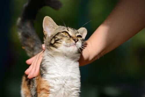 A person petting a cat.