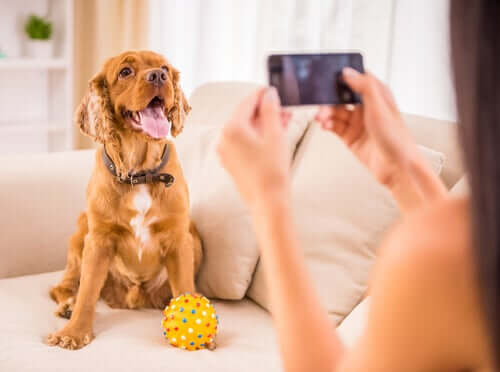 A person taking a picture of a dog.