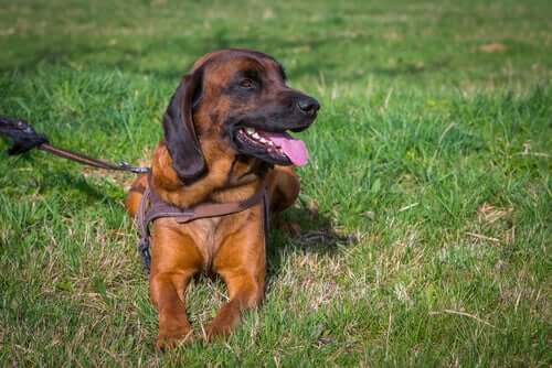 K9 Dogs: The Nine Perfect Breeds for this Job