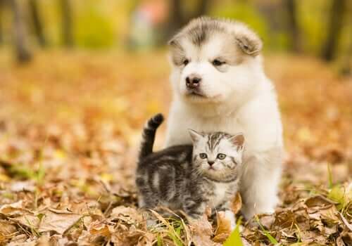 A puppy and a kitty in the woods.