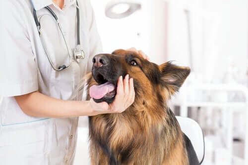 A vet doing a checkup on a fluffy dog.