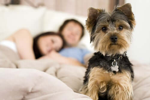 A wide awake dog in bed with its owners.