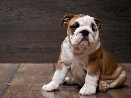 English Bulldog: All About this Breed