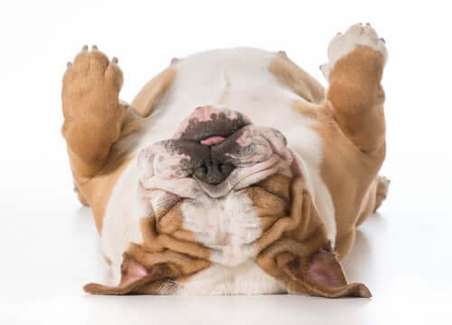 An English Bulldog sleeping upside down.