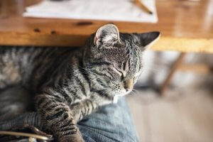 Poisoning in Cats and What to Do if it Happens