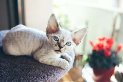 Devon Rex, a Cat Who Doesn't Like to Be Alone