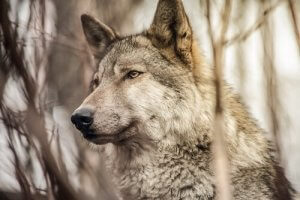 Dogs and Wolves: Differences and Similarities