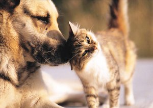 Dog and Cat Friendships: Three Remarkable Stories