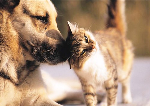 Dog and Cat Friendships: Three Remarkable Stories