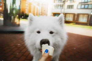 You Can Now Get Ice Cream for Dogs!