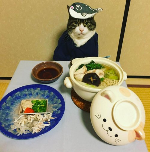 Maro the cat posing in front of its Japanese food