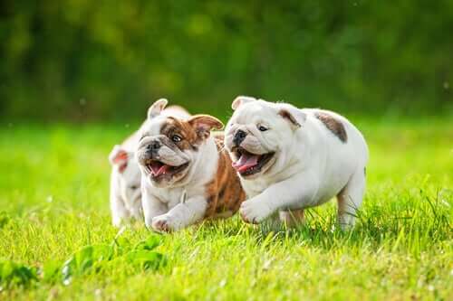 Three English Bulldog puppies running across the lawn.