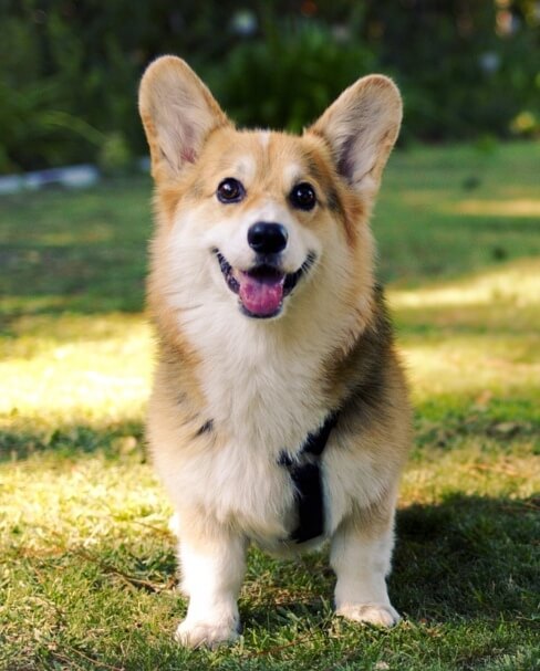 A Pembroke Welsh Corgi sitting on the lawn.