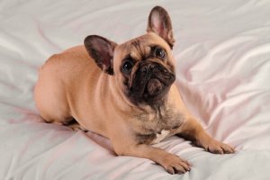 Your Dog Isn't Sleeping Well, Why Is That?