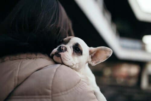 A dog being hugged by a woman.