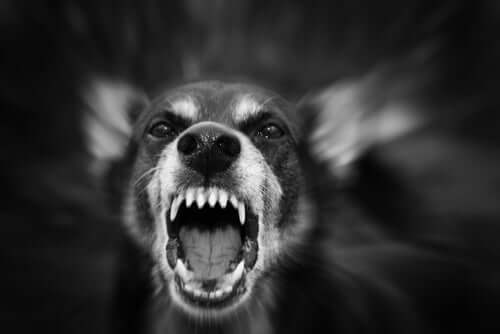 An aggressive dog barking.