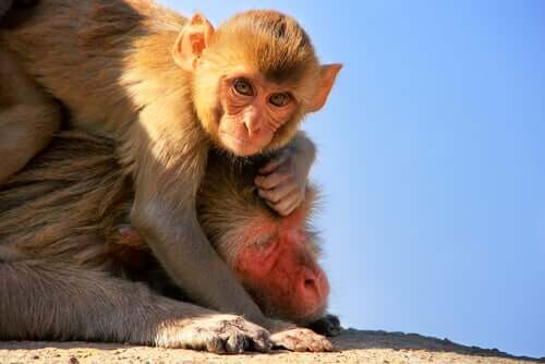 A baby macaque lying on top of its mother. 