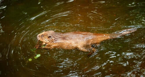 A beaver swimming in a river. 