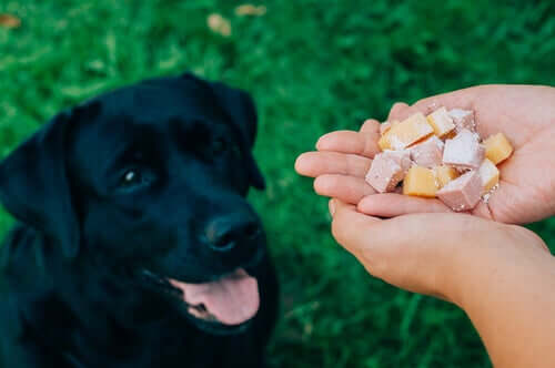 A black labrador sitting on the ground waiting for its owner to give it food.