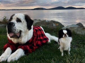 Blizzard and Lulu, An Odd But Endearing Couple