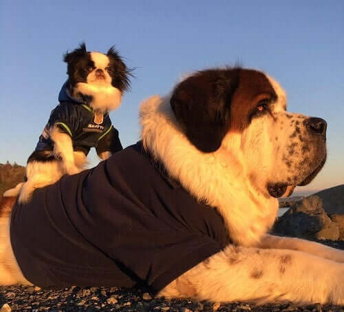 Blizzard and Lulu in the sun.