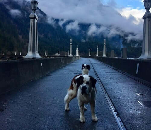 Lulu on Blizzard's back.