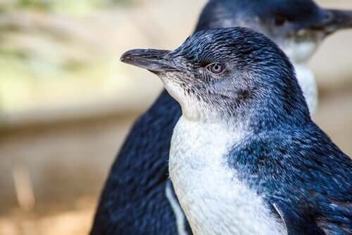 A fairy penguin looking away from the camera.