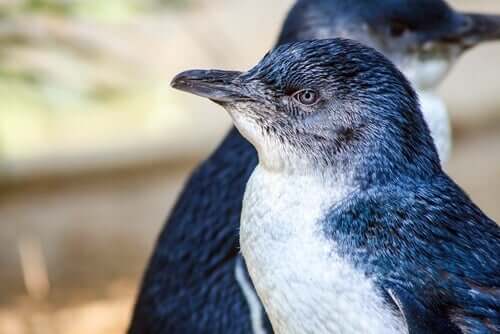 A fairy penguin looking away from the camera. 