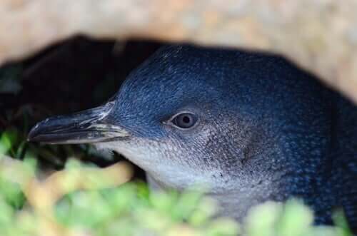 A close-up of a little blue penguin sitting in brush.