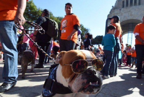 A bulldog wearing sunglasses at the parade.