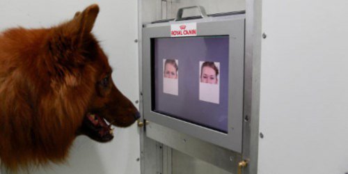 A dog trying to recognize faces.