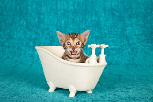 A kitten is sitting in a tiny plastic bathtub.